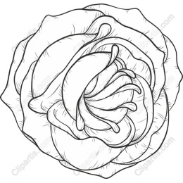 Delicate Rose