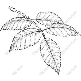 Rose Leaf