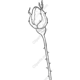 Elegant Rose Bud