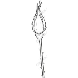 Elegant Hand-Drawn Rosebud