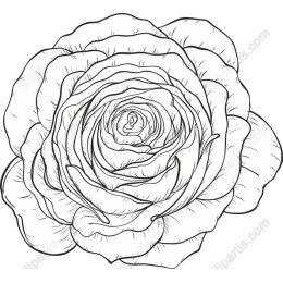 Line Art Rose - Intricate and