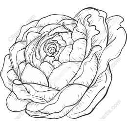 Elegant Line Art Rose