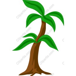 Tropical Palm Tree