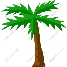 Tropical Palm Tree