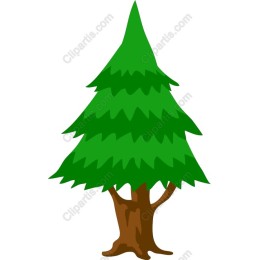 Majestic Pine Tree