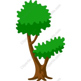 Lush Green Tree - Available