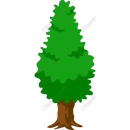 Lush Green Evergreen Tree