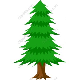 Majestic Pine Tree