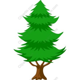Lush Green Pine Tree