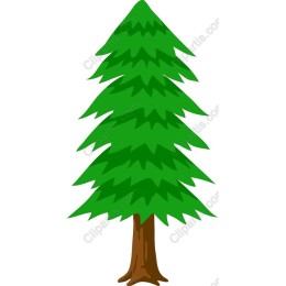 Vibrant Evergreen Tree