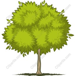 Lush Green Tree