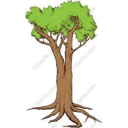 Majestic Twin Tree