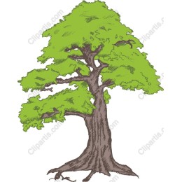 Vibrant Tree
