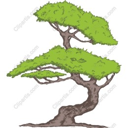 Exquisite Bonsai Tree