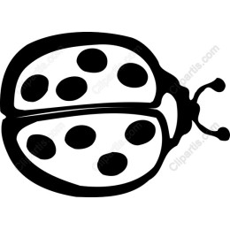 Ladybug