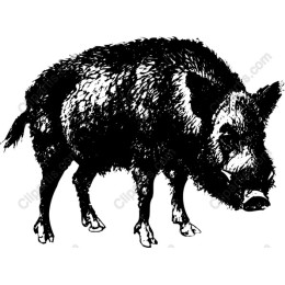 Wild Boar