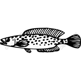 Spotted Fish
