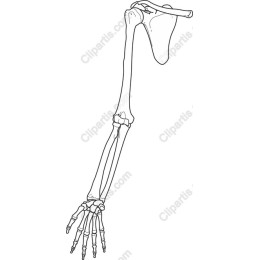Human Arm Skeleton