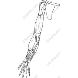 Anatomical Human Arm
