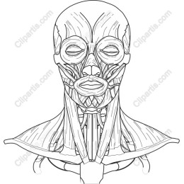Facial Muscle Anatomy
