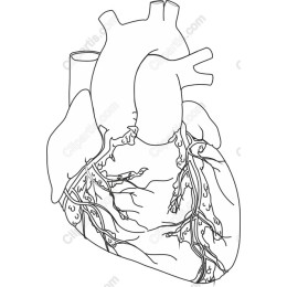 Human Heart