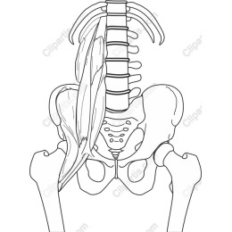 Human Skeletal Anatomy - Posterior View