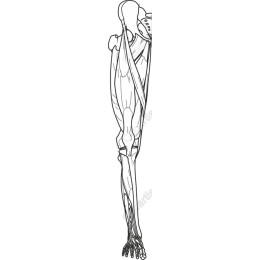 Human Arm Muscle