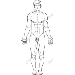 Male Anatomical Figure