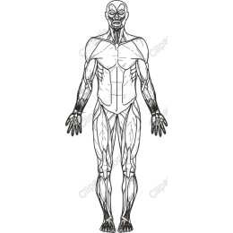 Detailed Anatomical Human Muscle