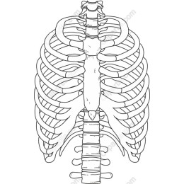 Human Skeleton Rib Cage