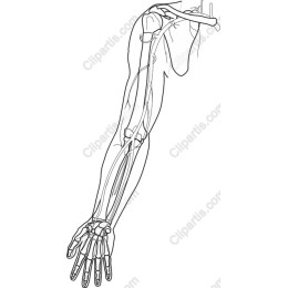 Human Arm Anatomy