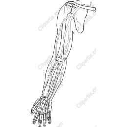 Human Arm Anatomy