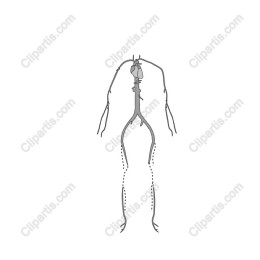 Human Skeletal System