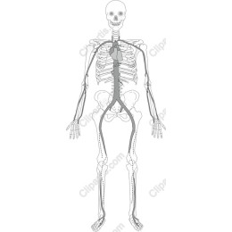 Detailed Human Skeleton