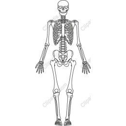 Skeleton