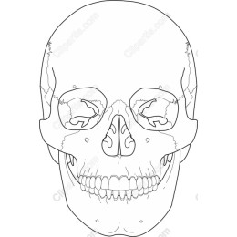 Intricate Skull