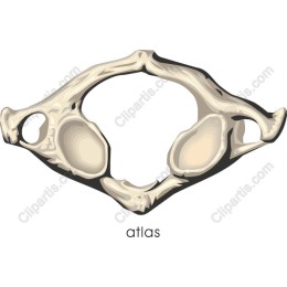 Atlas Bone