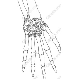 Hand Skeleton