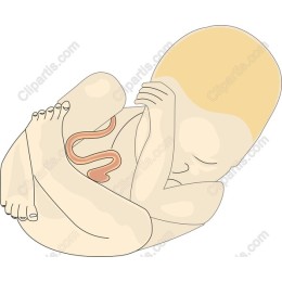 Prenatal Life