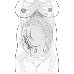 Human Pregnancy Anatomy