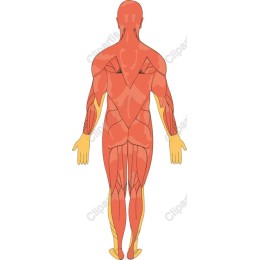 Male Muscular System