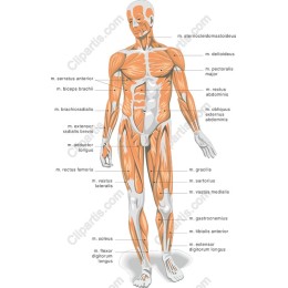 Human Muscular System