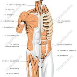Human Muscular System