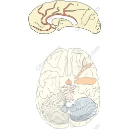 Intricate Brain