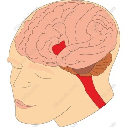 Brain Anatomy
