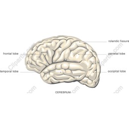 Human Brain Anatomy