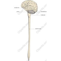 Human Brain and Spinal Cord