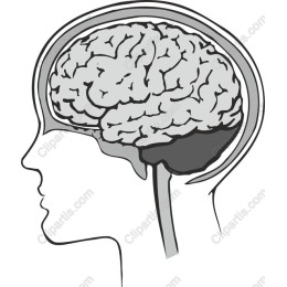 Human Brain