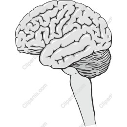 Mindful : Brain