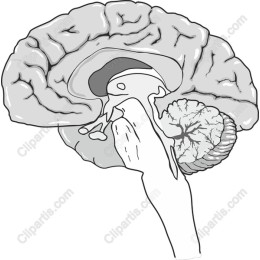 Human Brain